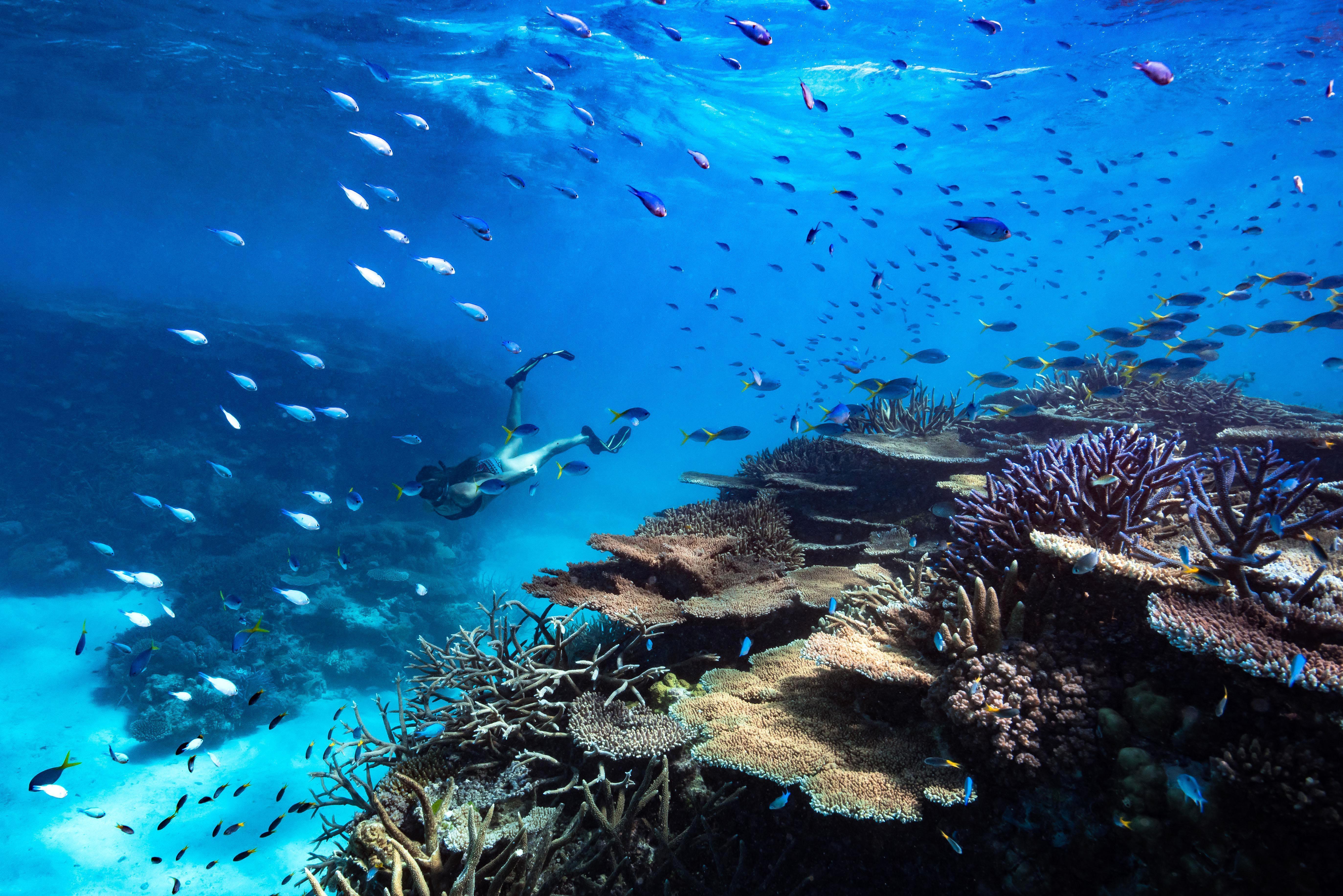 reef tours from daintree