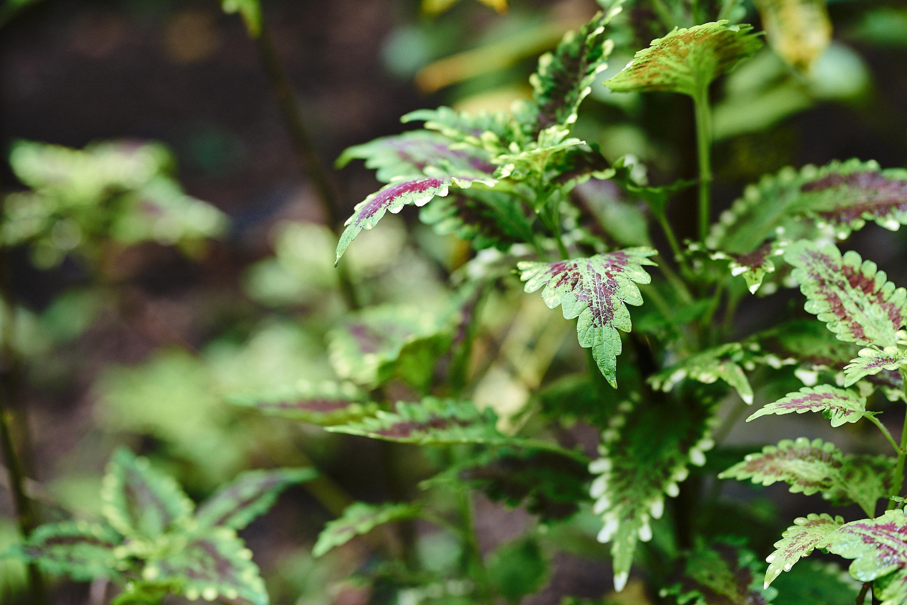 daintree rainforest wellness spa and retreat