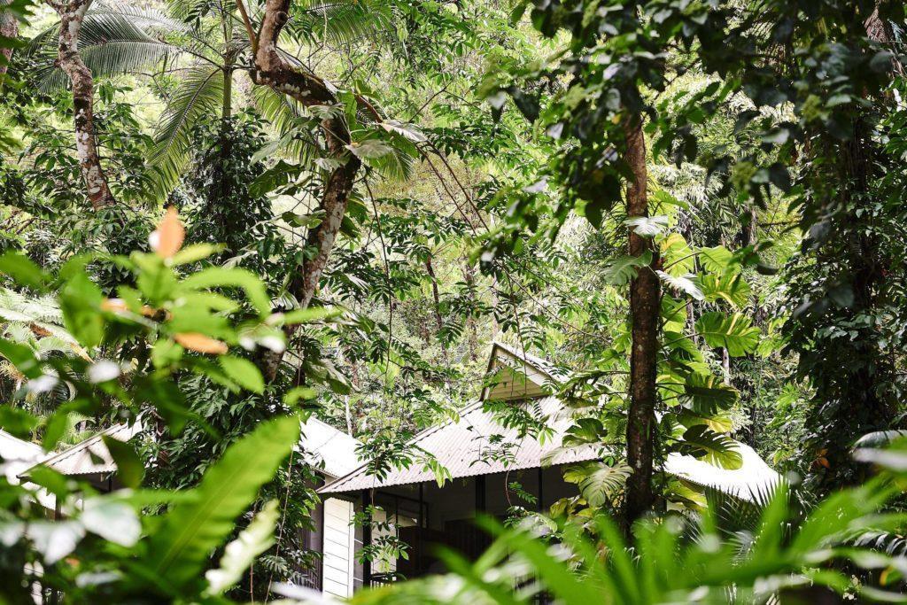 daintree rainforest treehouse accommodation