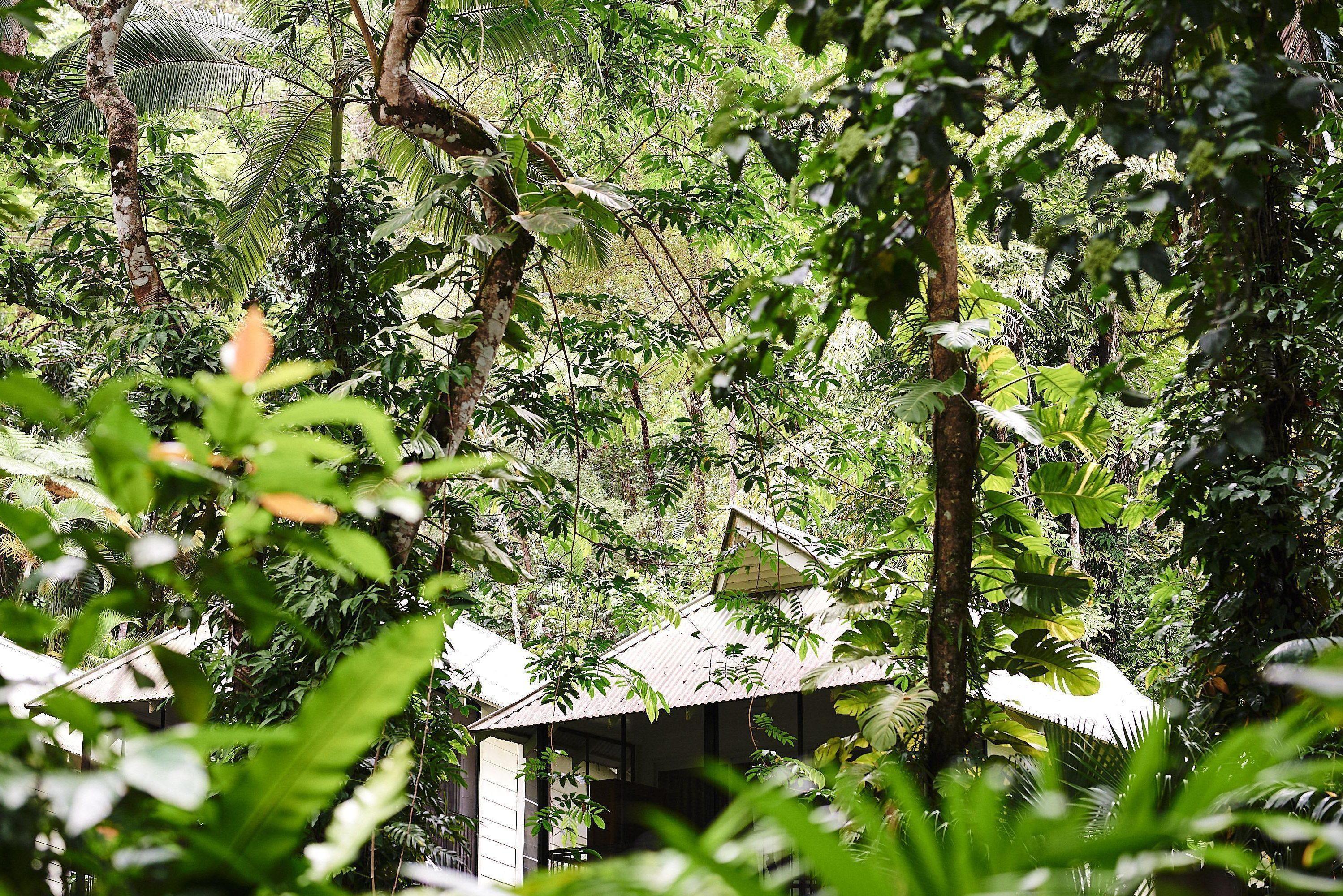daintree rainforest treehouse accommodation