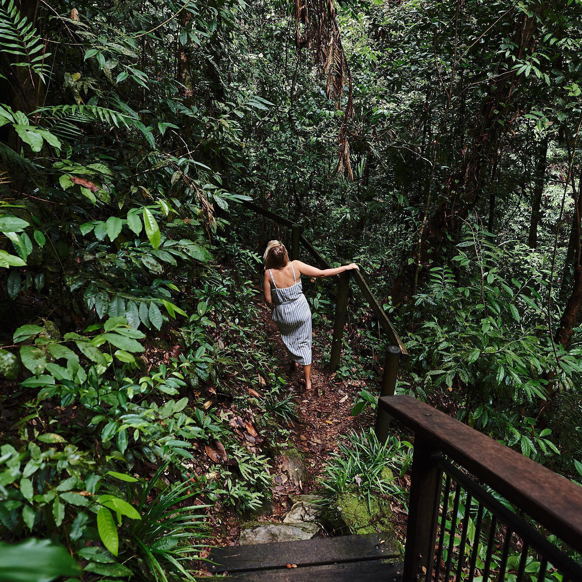 daintree rainforest luxury accommodation bushwalks