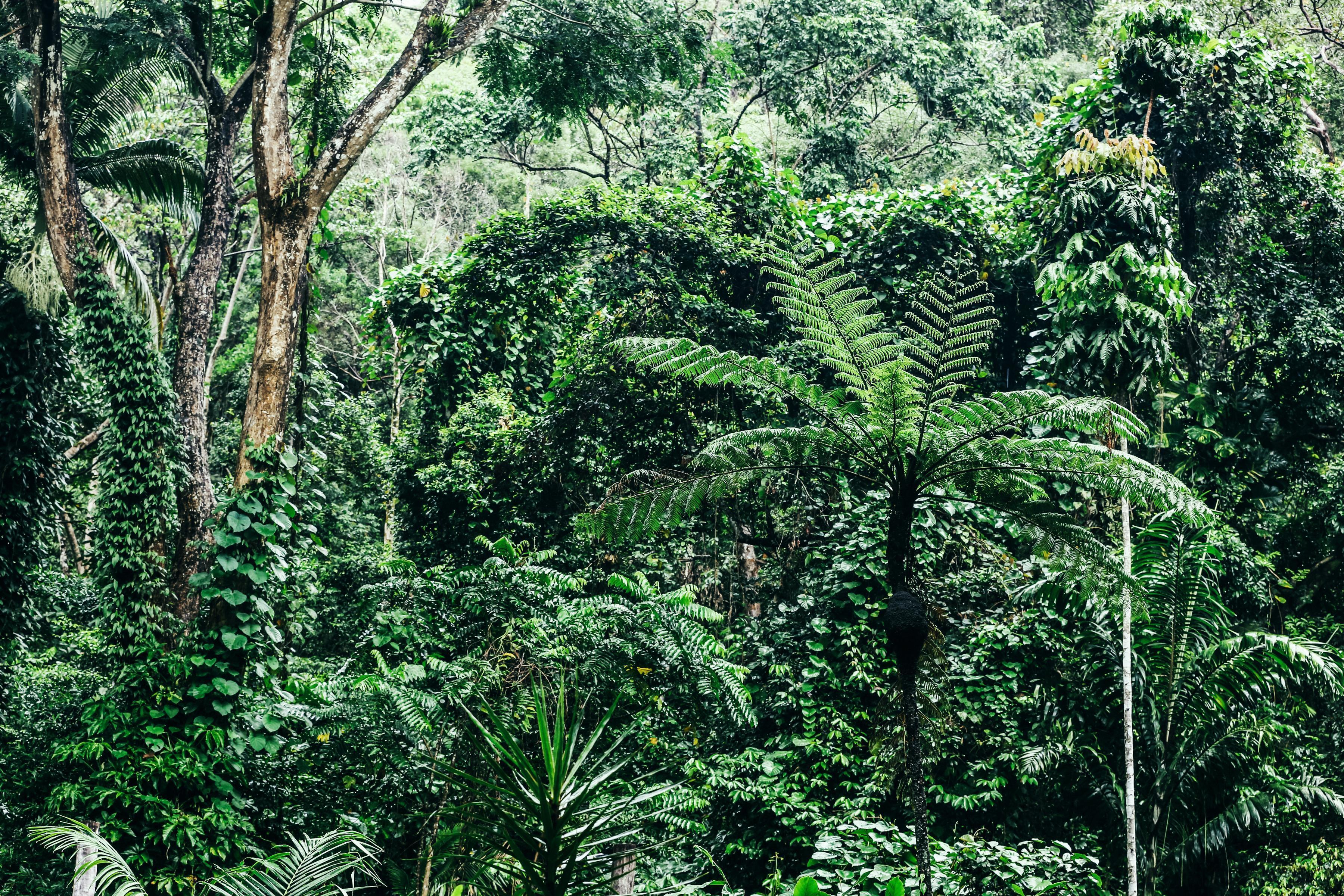 daintree rainforest romantic honeymoon luxury accommodation
