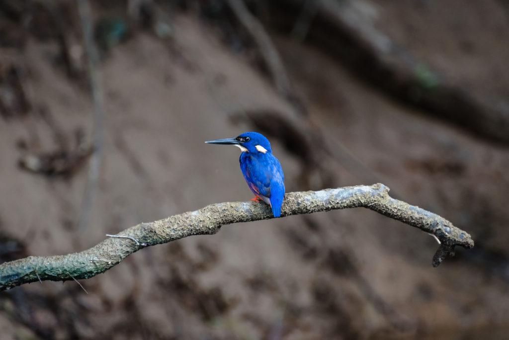 Daintree Bird Watching