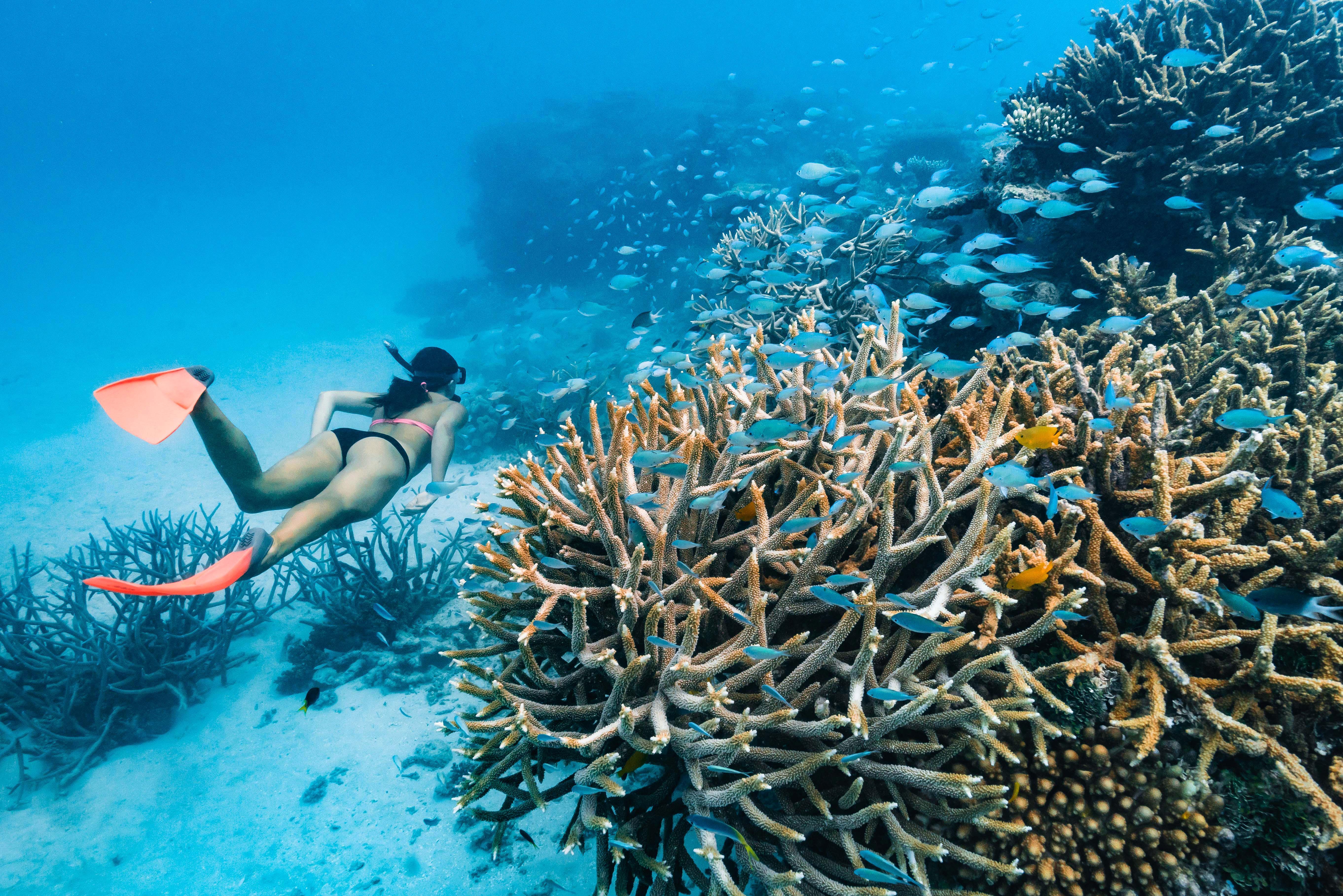 Great Barrier Reef Snorkelling