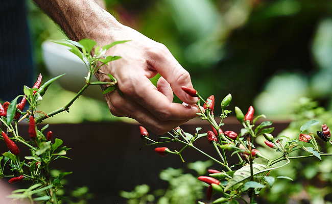 Daintree Ecolodge onsite gardens provides fresh produce for the restaurant
