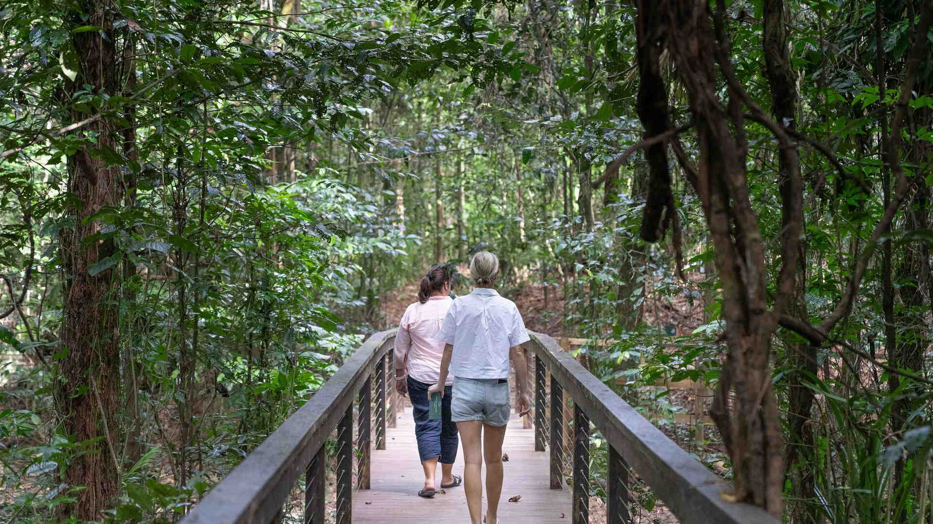 Guided rainforest walk at Daintree Ecolodge